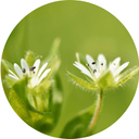 Organic Chickweed Herb - Aromantic UK