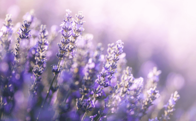 How to Use Lavender Oil for Relaxation