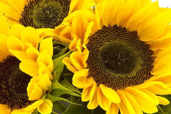 Sunflower Serum