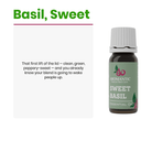 Sweet Basil Essential Oil - Aromantic UK