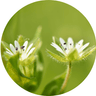 Organic Chickweed Herb - Aromantic UK